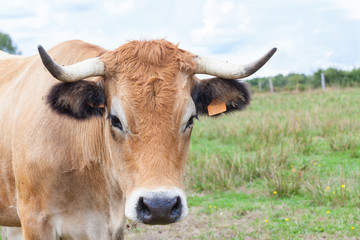 Wall Mural - Pretty Aubrac cow looking at the camera, close up head shot in a pasture with copy space