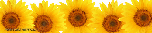 header web  panorama sunflower flower full length