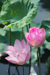 Wall Mural - lotus flower blooming in pond.