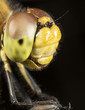 dragonfly- high magnification