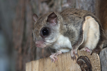 Wall Mural - Fkying squirrel on a tree