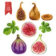 Figs, watercolor illustration, vector clipping paths included