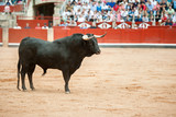 black bull on the arena with public fund