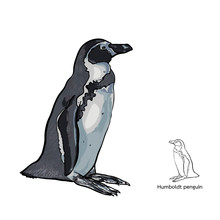 Drawing Of Humboldt Penguin On White Background