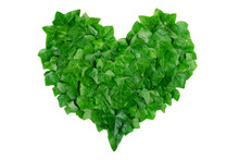 Green Heart Made Of Ivy Leaves On White Background. Natural Organic Concept.