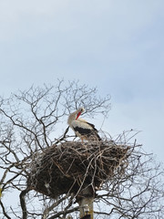 White stork (Ciconia ciconia) preening feathers in the nest while waiting for its spouse