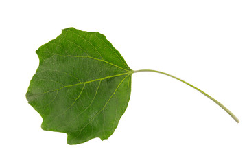 Wall Mural - White Poplar (Populus alba) tree leaf isolated on a white background.