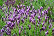 Detail Lavender Plants