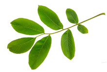 English Walnut (Juglans Regia) Leaf Isolated On A White Background.