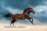 Fototapeta Konie - Bay stallion run gallop on desert dust against dramatic sky