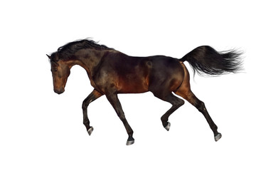 Bay stallion trotting on white background