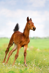 Wall Mural - Bay foal run on spring pasture