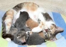 Calico Mother Cat With Four Kittens, Nursing Looking Up Looking Overwhelmed. Importance Of Spaying And Neutering Cats To Prevent Pregnancy.