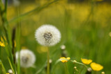 Fototapeta Dmuchawce - fiori gialli macro natura profumo primavera 