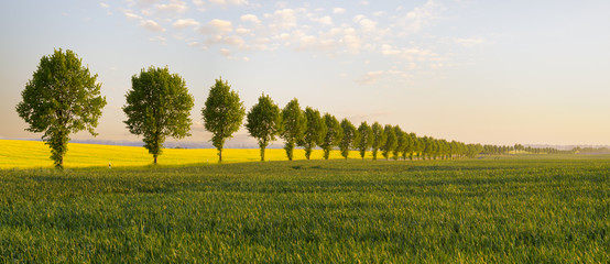 Wall Mural - the may field in the sun