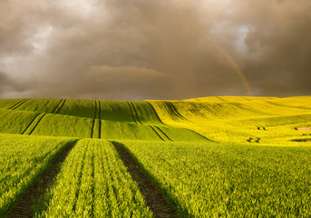Wall Mural - wonderful autumn landscape of tuscan fields