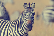 Zebra On Grassland In Africa