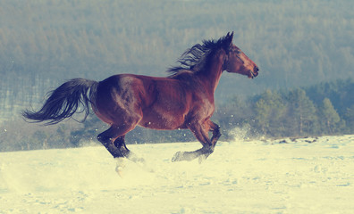 Wall Mural - horse