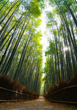 Fototapeta Na drzwi - Looking up at the bamboo forest of Arashiyama in Kyoto with sun rays streaming through