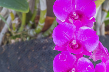 Wall Mural - Purple orchids in garden, beautiful of violet flowers with Selec