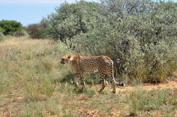 Wall Mural - africa. namibia. cheetah