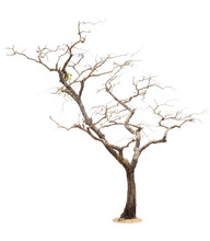 Dry Tree Isolated On White Background