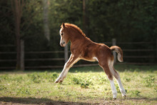 A Pretty Foal Stands In A Summer Paddock