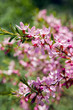 pink blooming ornamental shrub Almonds Low 
