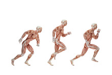 Running Cycle. Anatomical Illustration. Isolated. Contains Clipp