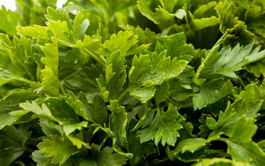 Poster - Macro view of fresh green parsley leaves