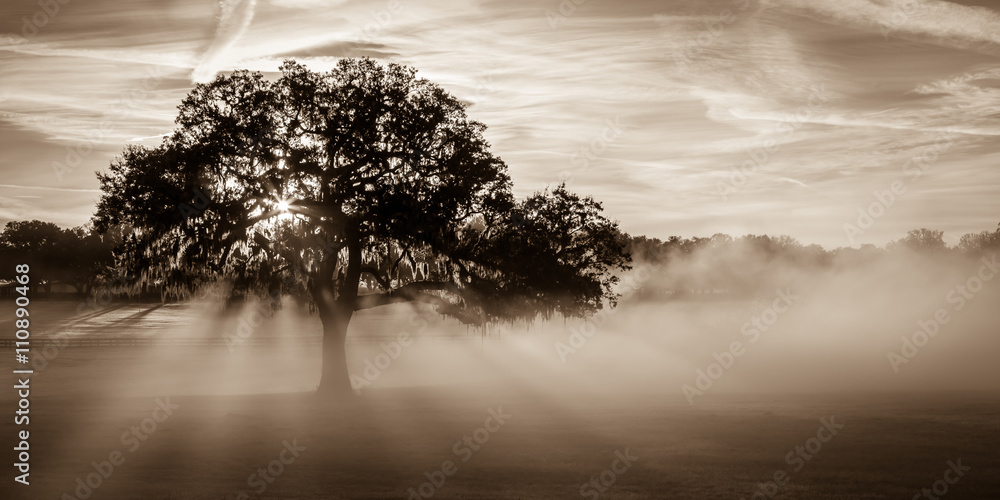 "Lecanto Light" February morning outside Lecanto, Florida.  The dew that had accumulated on the grass from the night before created a surreal fog as the sun's rays warmed the air. - obrazy, fototapety, plakaty 