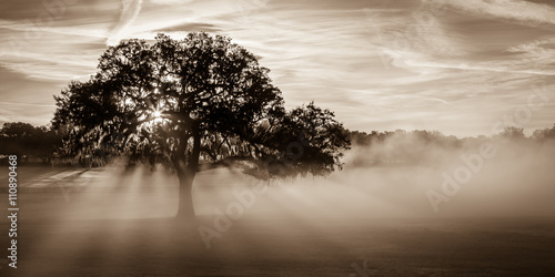 Fotografía "Lecanto Light" February morning outside Lecanto, Florida