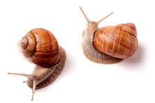 Two Live Snail Crawling On White Background Close-up Macro