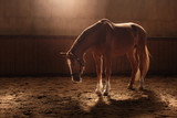 Fototapeta Konie - Horse on nature. Portrait of a horse, brown horse