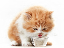 Beautiful Kitten Drinking Water