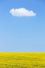Natural Background Of Rapeseed Field Against Blue Sky