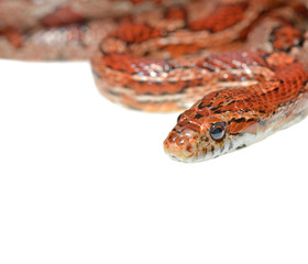 Colourful red exotic grass snake isolated over white