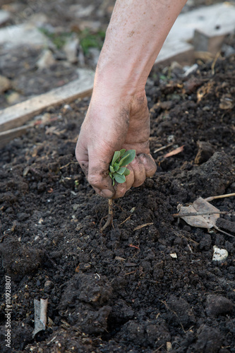 Woman Pulling A Weed In Her Garden Buy This Stock Photo And