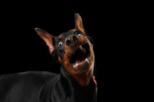 Closeup Portrait Of Funny Doberman Pinscher Dog Surprised Opened Mouth On Isolated Black Background