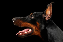 Closeup Doberman Pinscher Dog In Profile View On Isolated Black Background