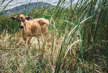 little calf in green grass