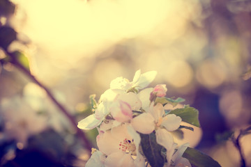  Beautiful blooming Apple trees in spring on a Sunny day. soft focus, natural blur