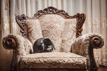 Portrait Of Rabbit Sitting On Ornate Chair