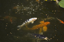 Closeup Of Cyprinus Carpio - Japanese Koi Fish Feeding In Pond