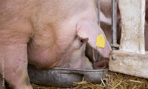 Pig Eating From Hog Feeder Buy This Stock Photo And Explore
