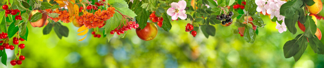 Wall Mural - image of fruits in a park closeup