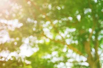 Wall Mural - Fresh soft green colour bokeh bush tree and sunlight