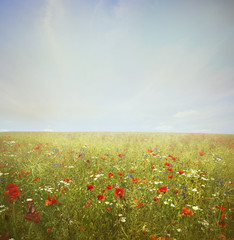 Wall Mural -  field poppy flower