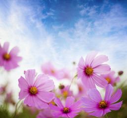 Canvas Print - field of flowers