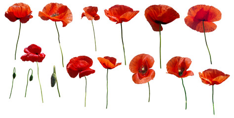 Wall Mural - Set of flowers poppies